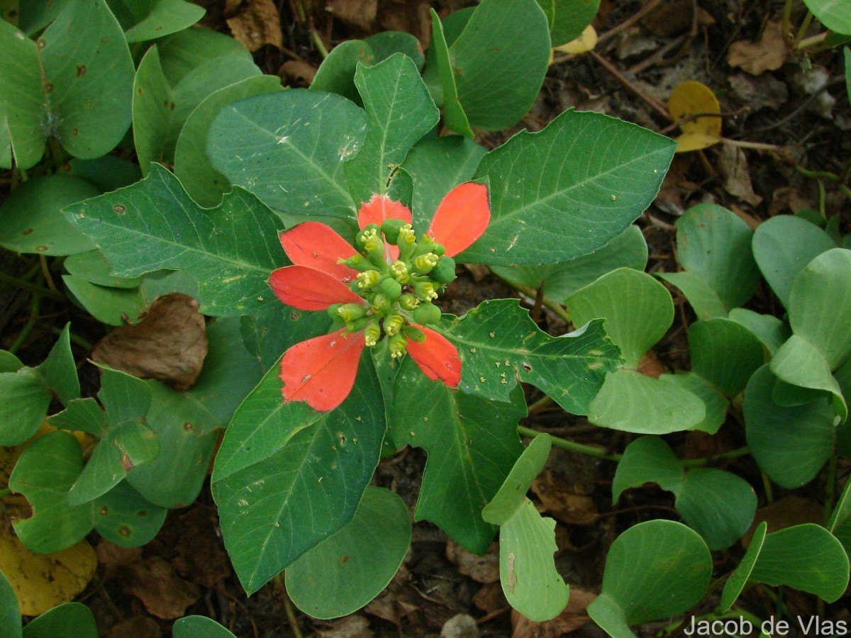 Euphorbia cyathophora Murray